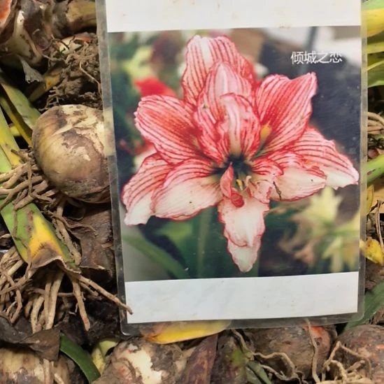 当前无花栽培后可以开花倾城之恋6厘米裸根球