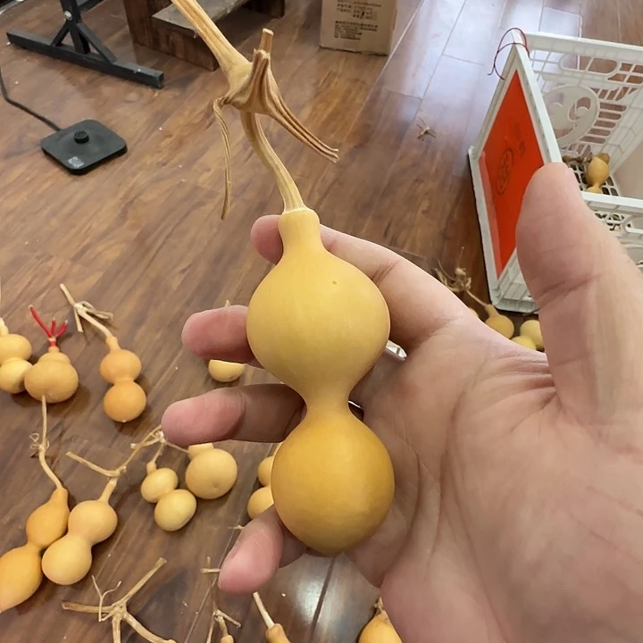 樱*释蚂蚁葫芦一把活动