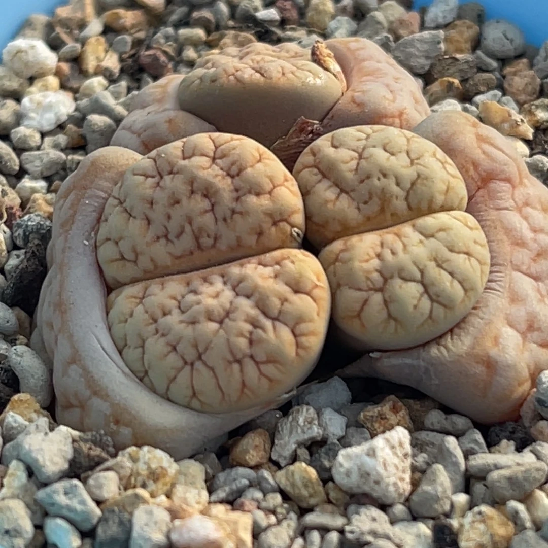 7839三头铁189群一颗