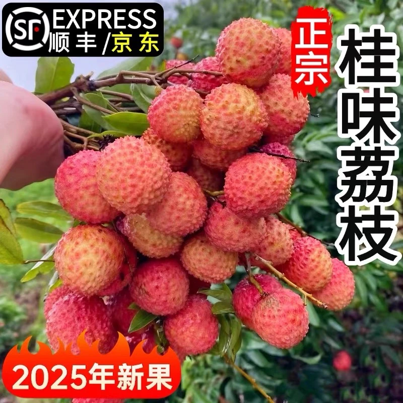 【坏果包赔4】广东现摘桂味荔枝当季新鲜水果顺丰京东冷链包邮
