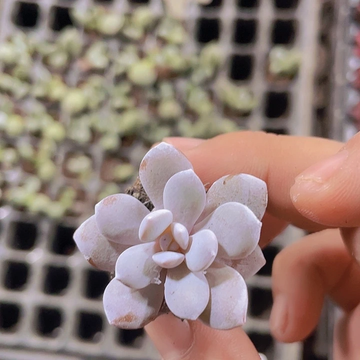 粉雪莲精品多肉量拍