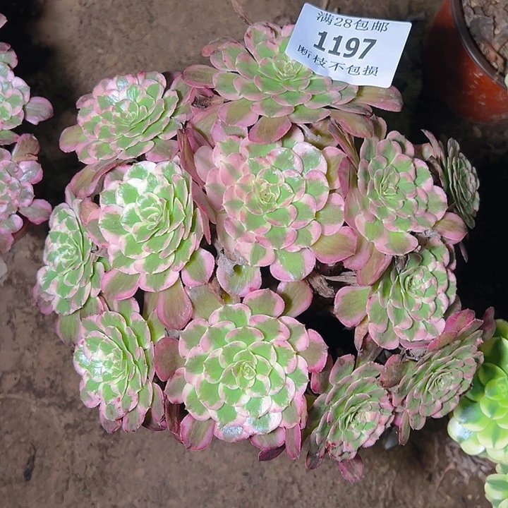 1197霁月多肉植物保护