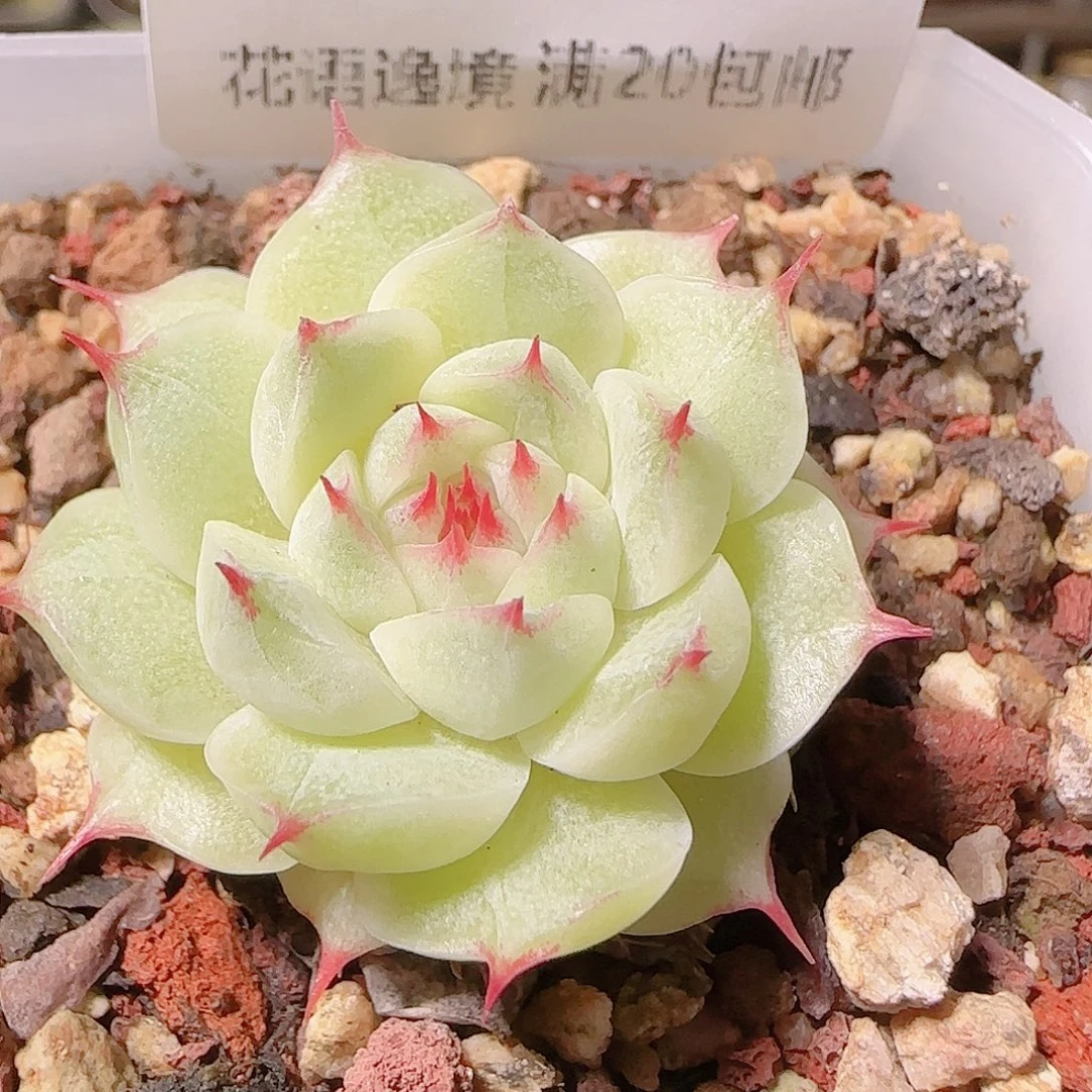 花语逸镜1128-87小