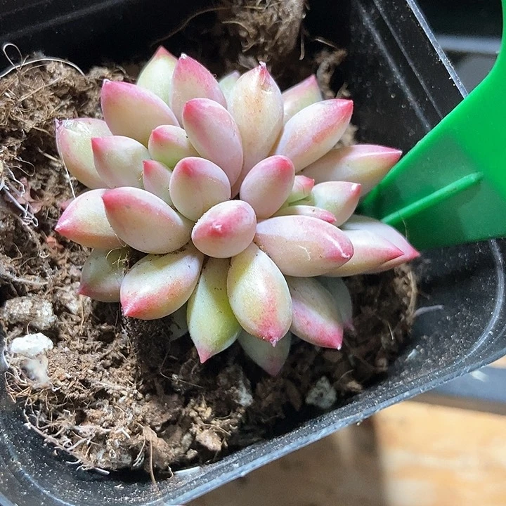 多肉植物虞美人810