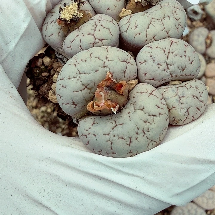 这个点睡一回是为了睡懒着561哈哈