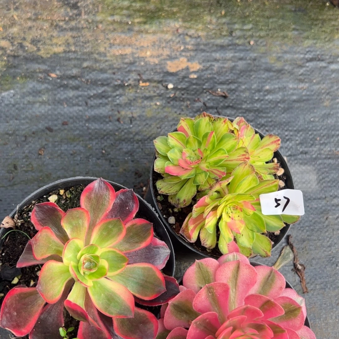 57三颗多肉椅子洗牙