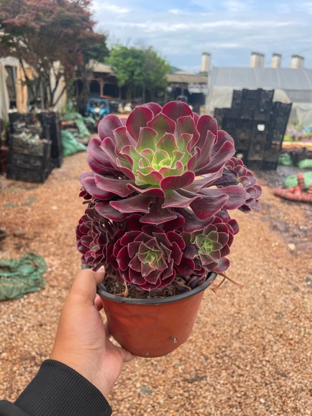 美杜莎 金金精品多肉植物