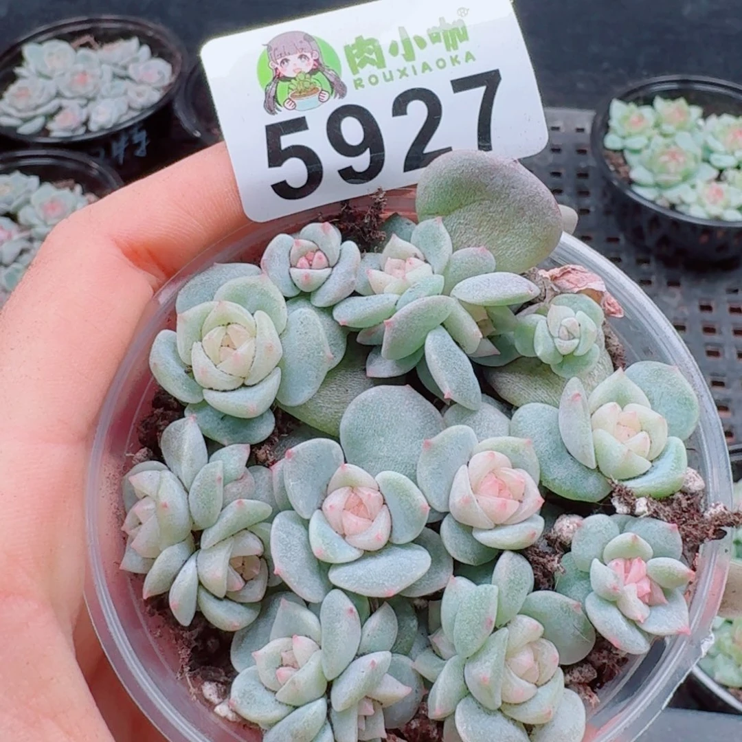 唐***糖多肉植物多肉植物