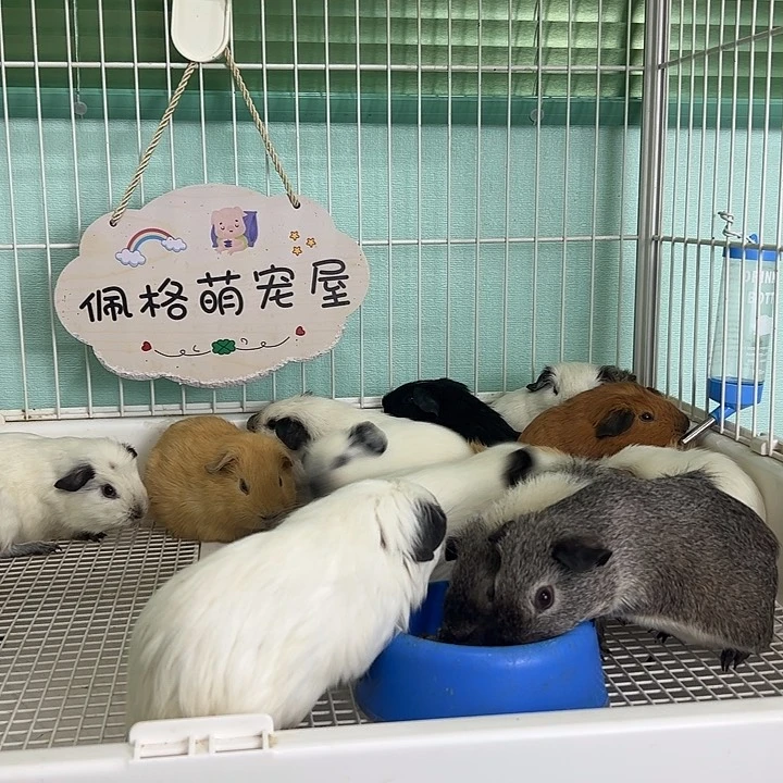 奶黄加州弟弟288可爱