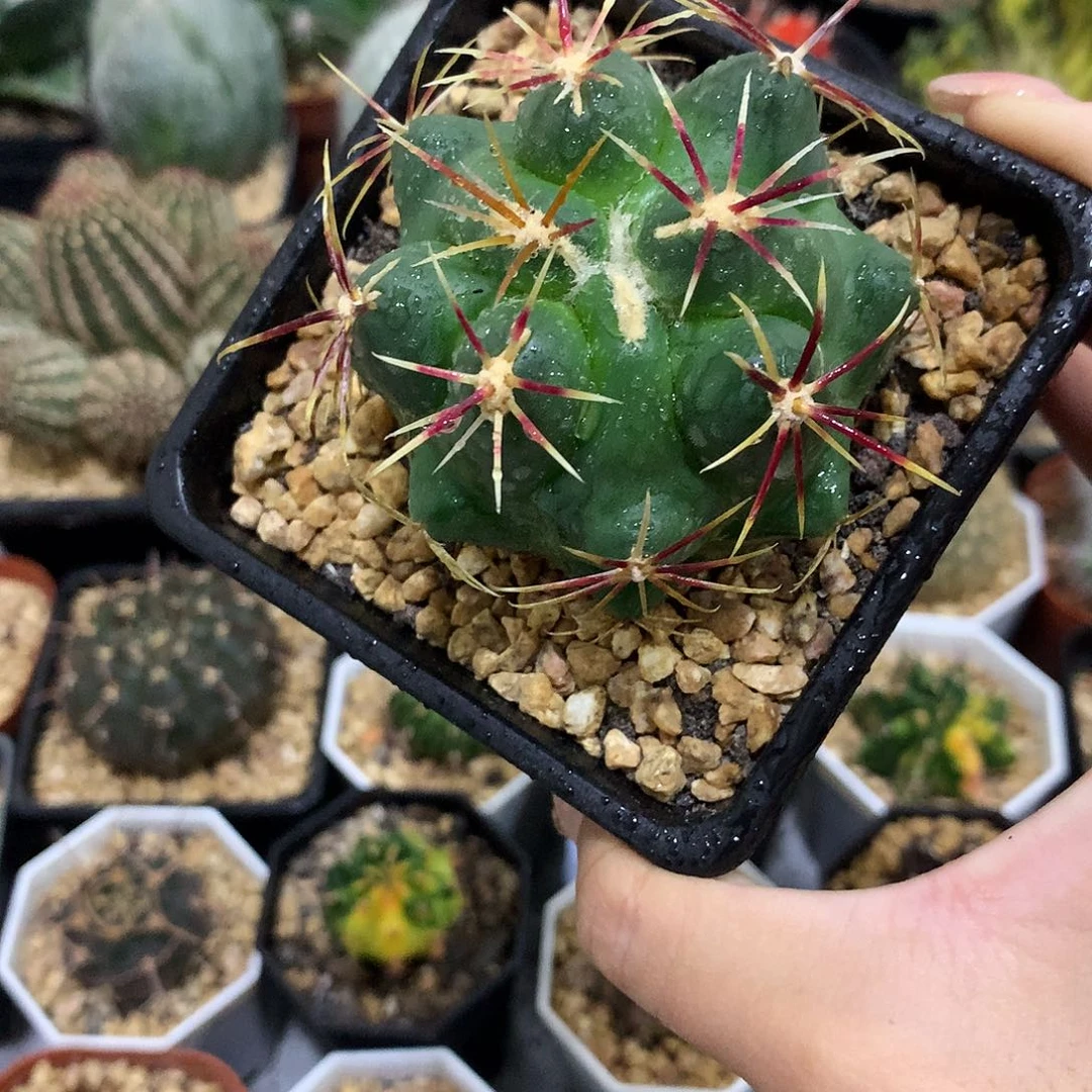 当前无花栽培后可以开花实生根大红鹰
