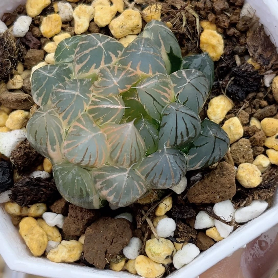 62糊斑趋势霓虹灯玉露锦福利专场
