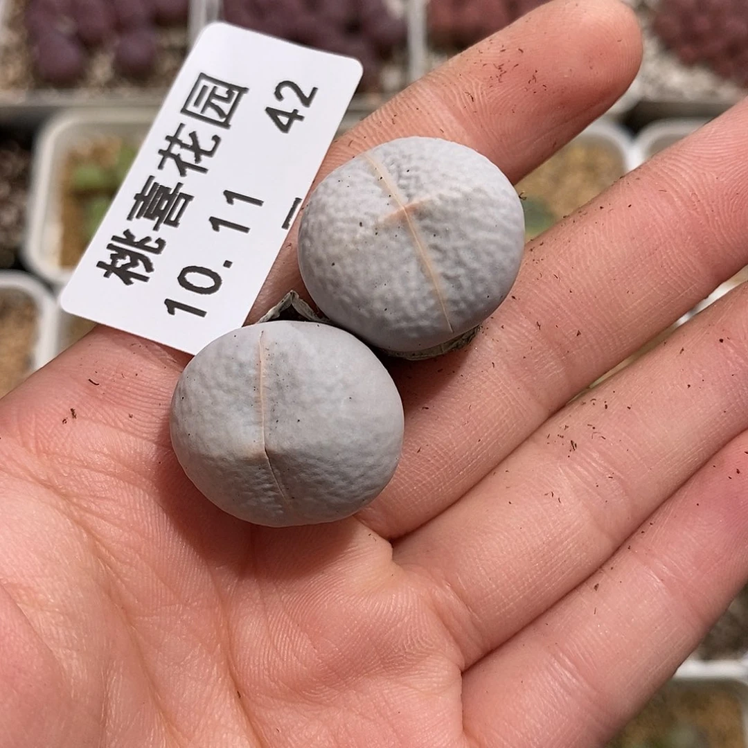 在**子1011-42-高尔夫福利。