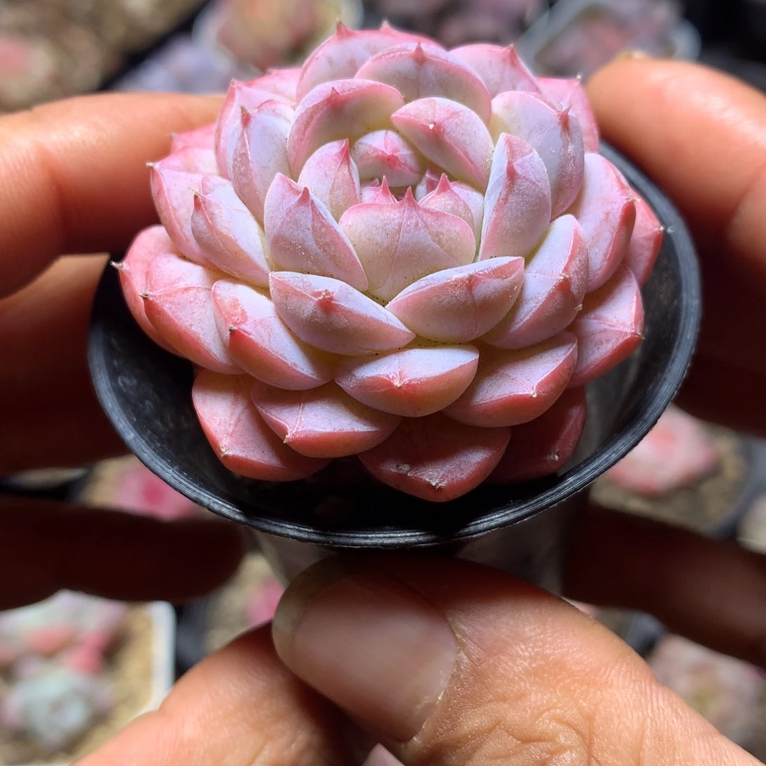 甘露多肉一物一拍