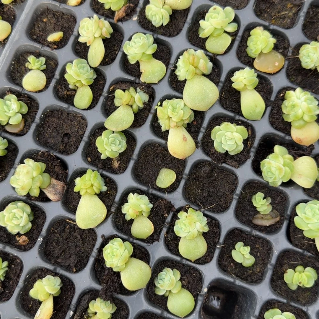 小绿谪仙=个穴满25包邮