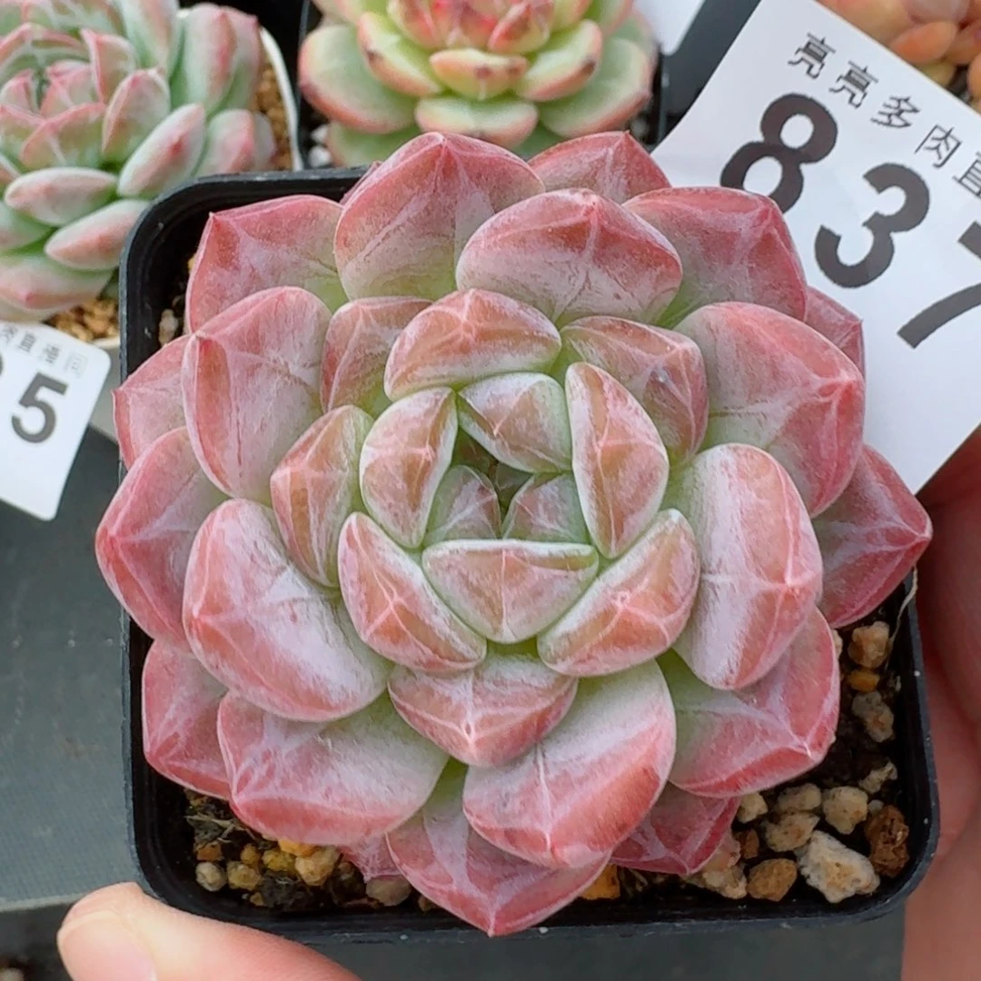 黛玉冰魄            精美多肉植物