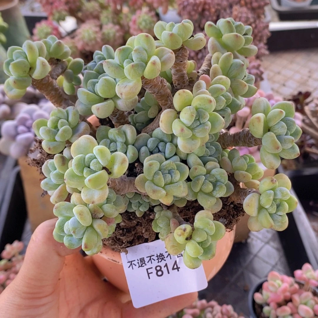 劳尔老桩12cm814多肉植物