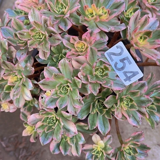 用***8多肉植物一个甜茶