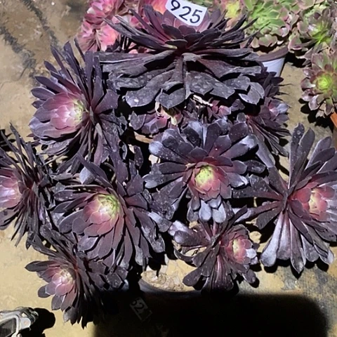 多肉植物法师925黑铜壶