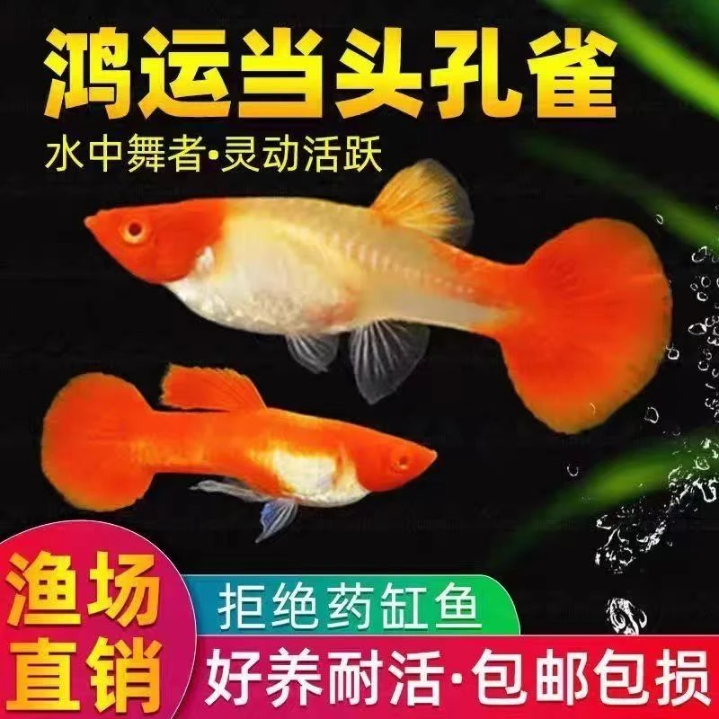 精挑筛选【精品鸿运当头】包头包鳃配对临产种鱼高繁殖孔雀鱼凤尾