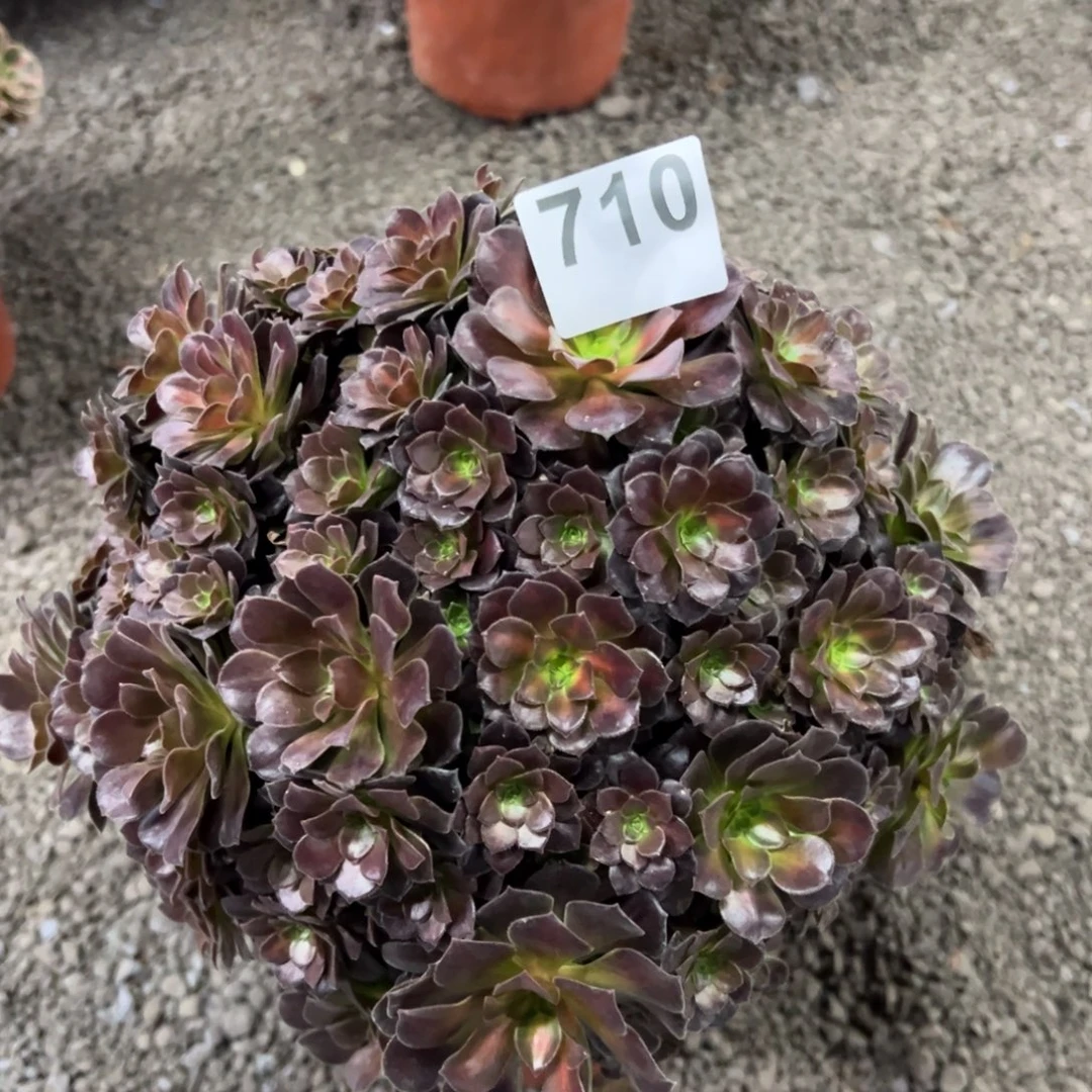 我是真的很喜欢这个