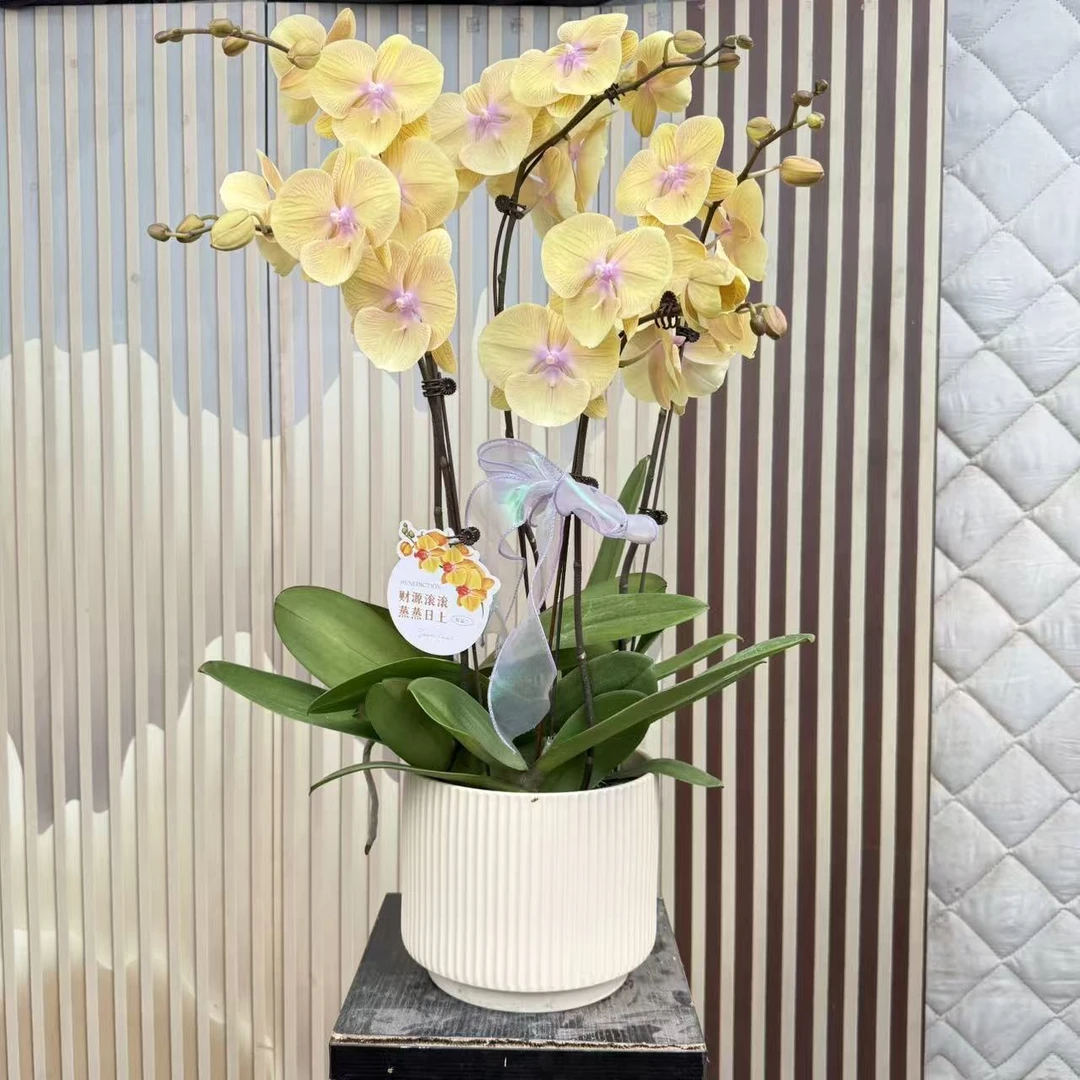 组盆装【黄金万两】高品质蝴蝶兰 带花带苞发货 6-7个月花期