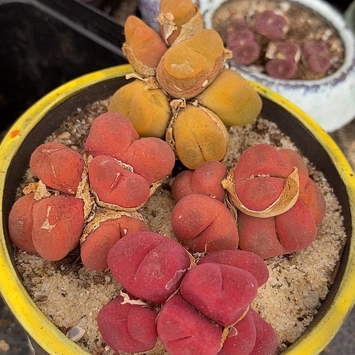 15545群生一颗