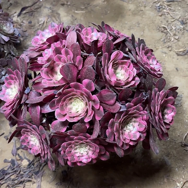 多肉植物红铜白28