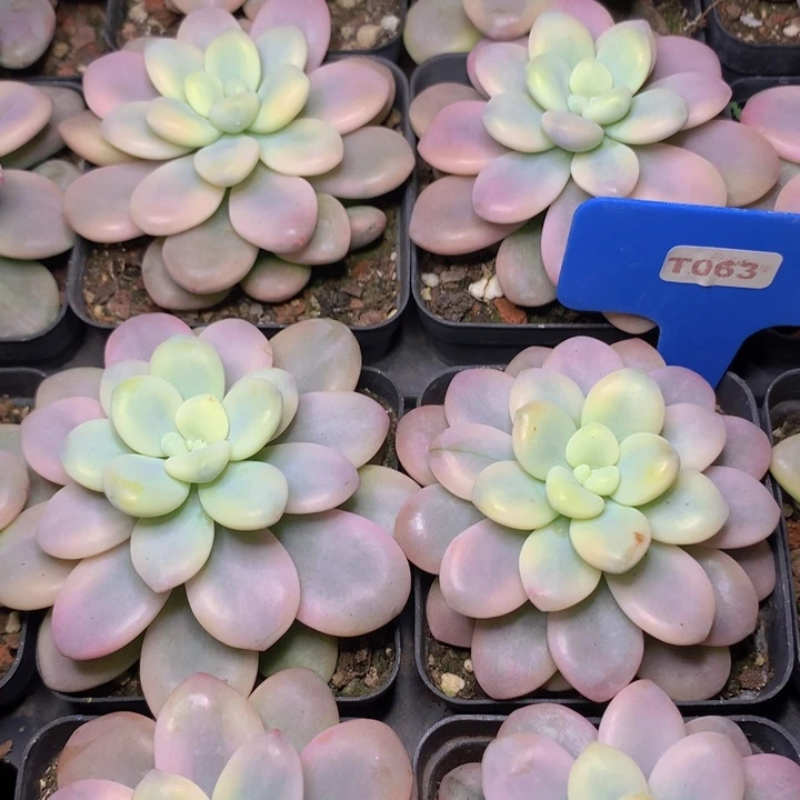 t063洛神锦单头脱土