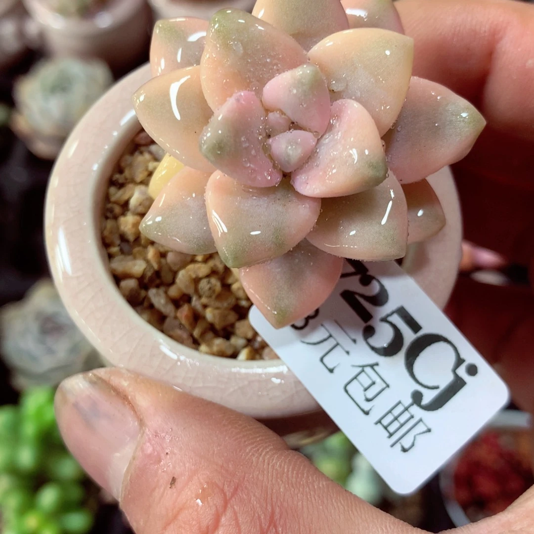 5厘米盆精控多肉725