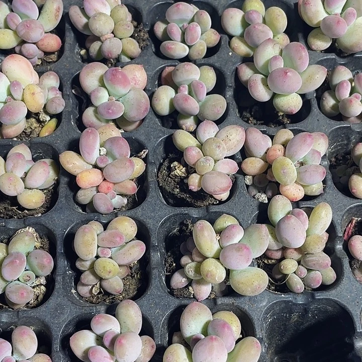 小苹果奶1.5带土发