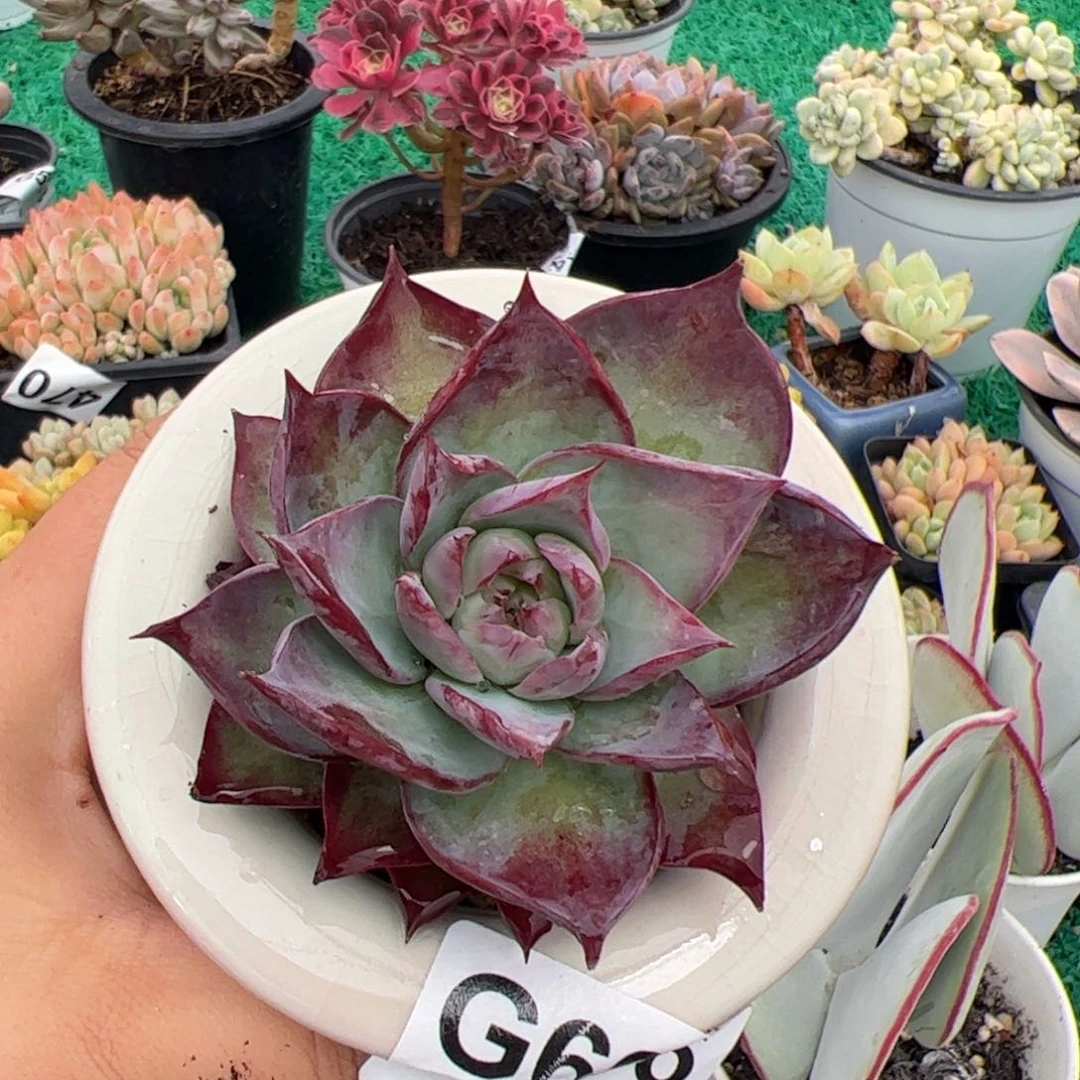 小***花696 满38元包邮一物一拍