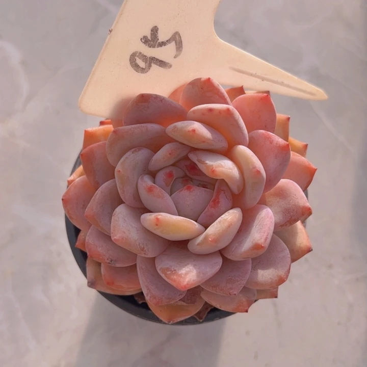 健健康康平平安安