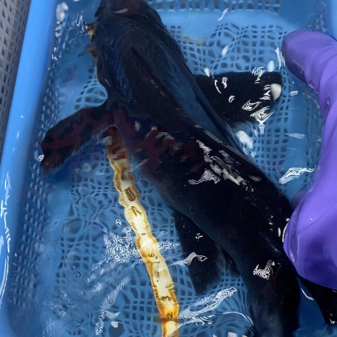 锦鲤冷水锦鲤包邮