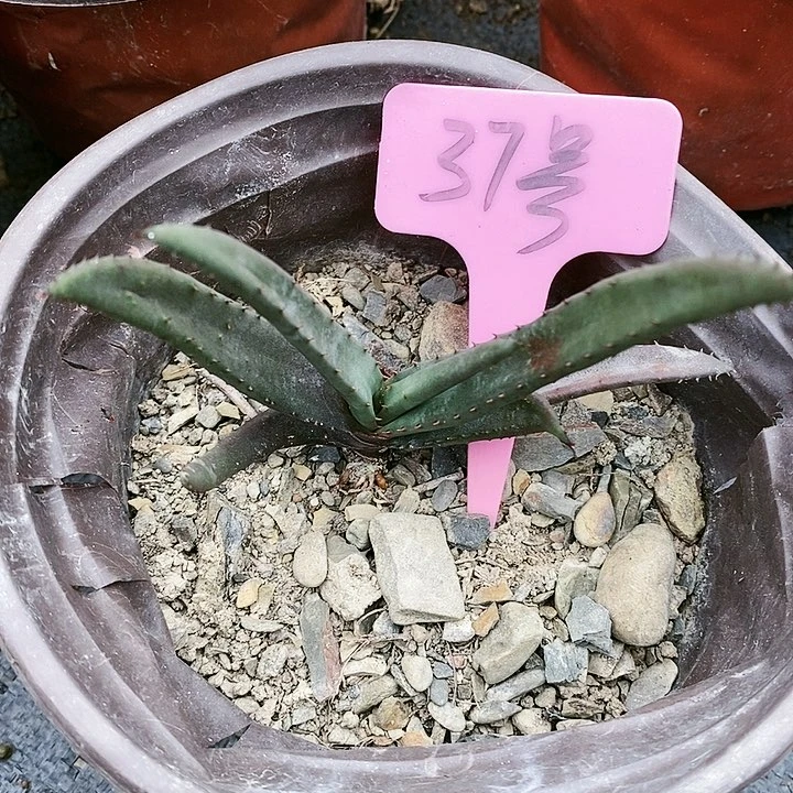 【闪购商品】无花朵黑太刀芦荟三单包邮