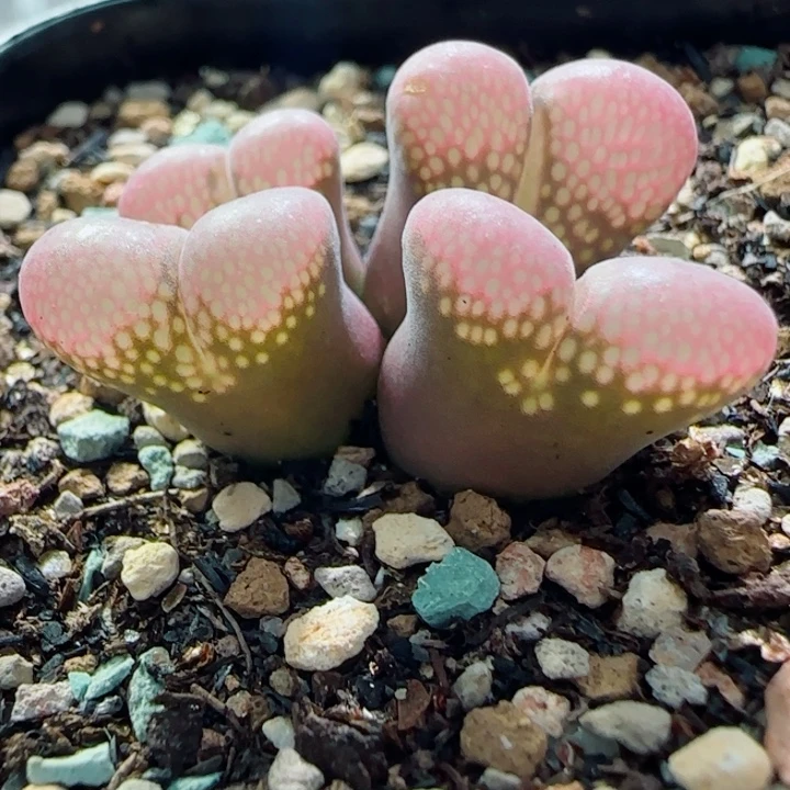 国庆快乐多肉特惠46号