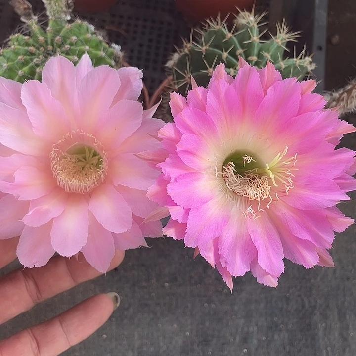 两颗福利摘花脱土发货