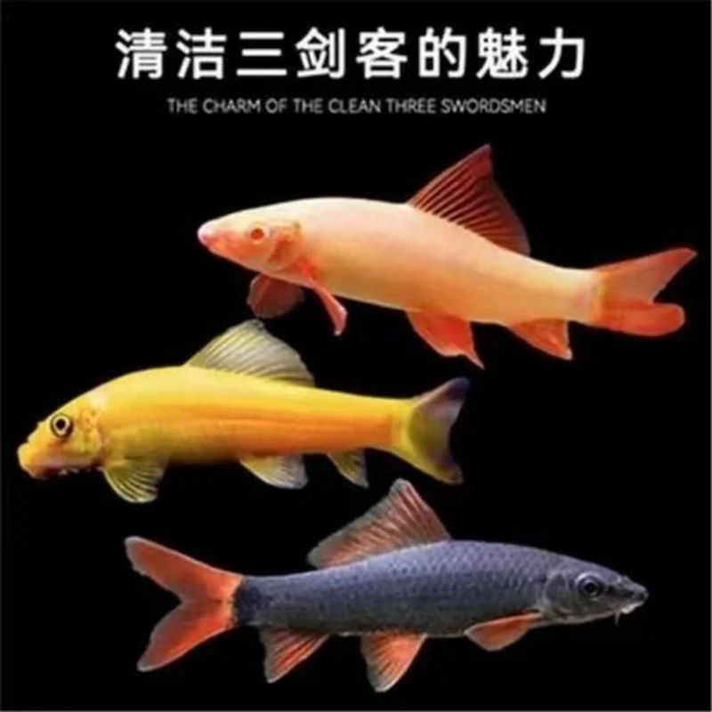 【工具鱼】清洁鱼缸 褐藻绿藻 食物残渣 小型热带淡水鱼