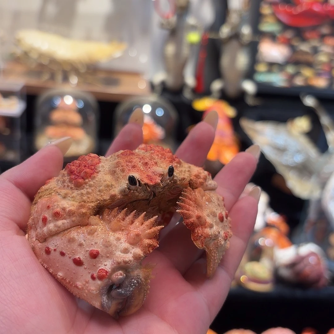 真实山羊馒头蟹标本