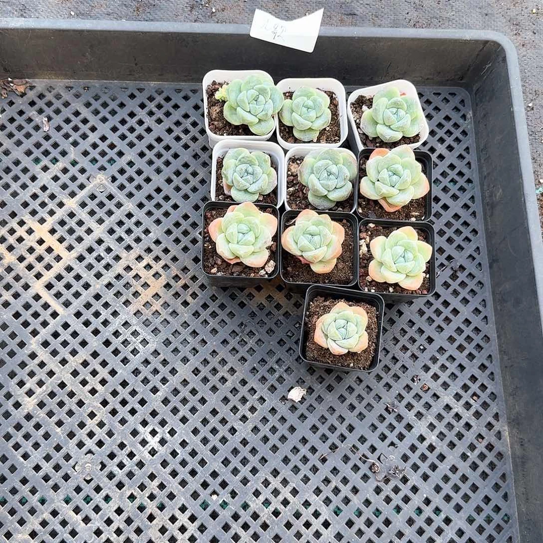 九歌一物一拍专拍