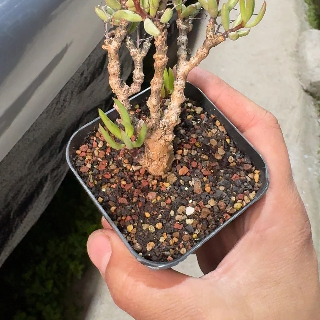 风***浪黑曼巴奇峰锦一个带盆