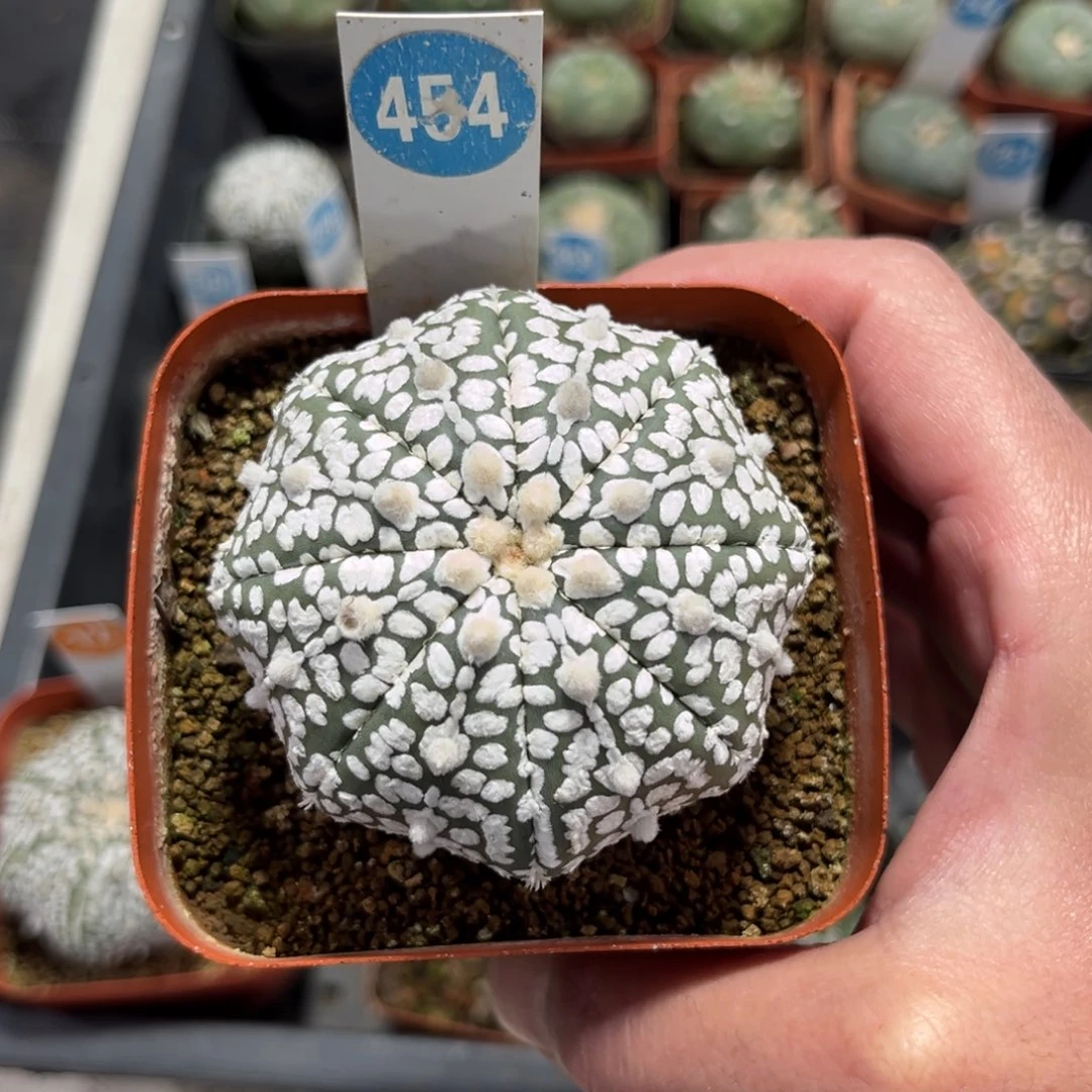 454实生海星超兜带盆带土