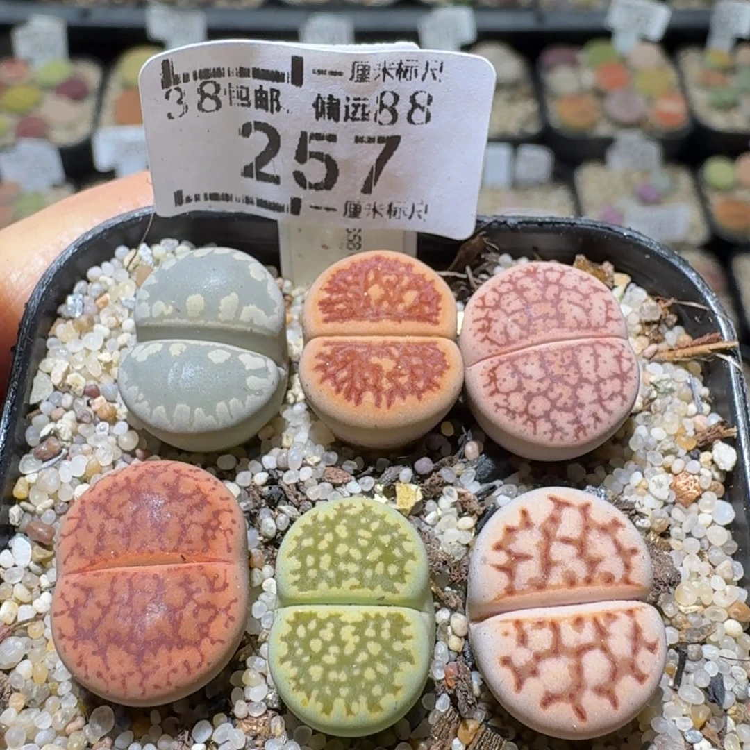 Sss清仓价便宜出257