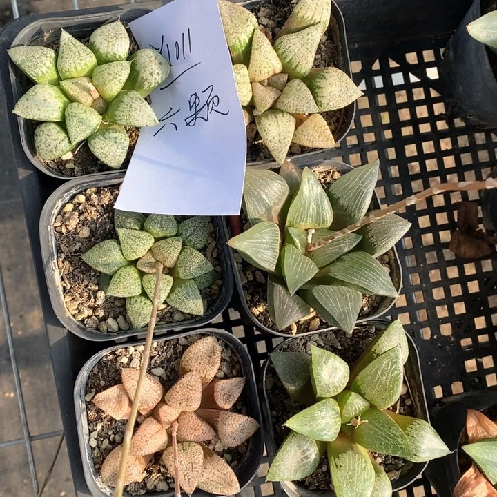 文**11011。六棵福利。