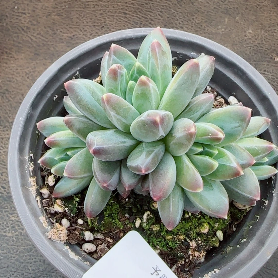 青花瓷，9109多肉植物