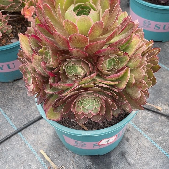 589莲花座 冠幅22