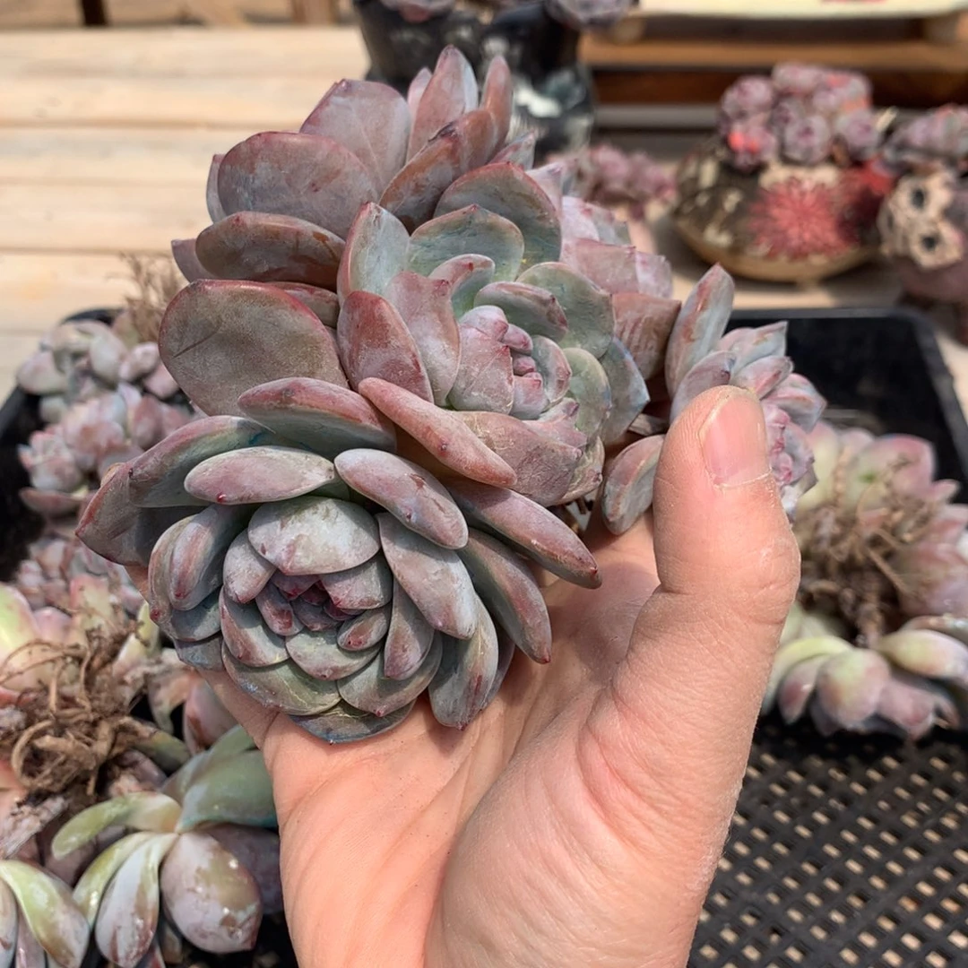 木***林木木突尼斯发货多肉