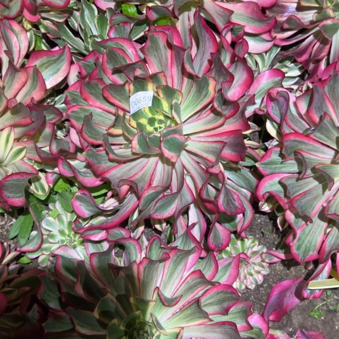 【闪购商品】蒙*薇659魅影多肉