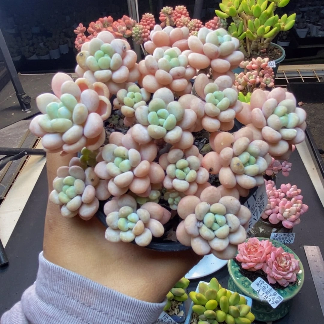 882洛可可多肉10c m