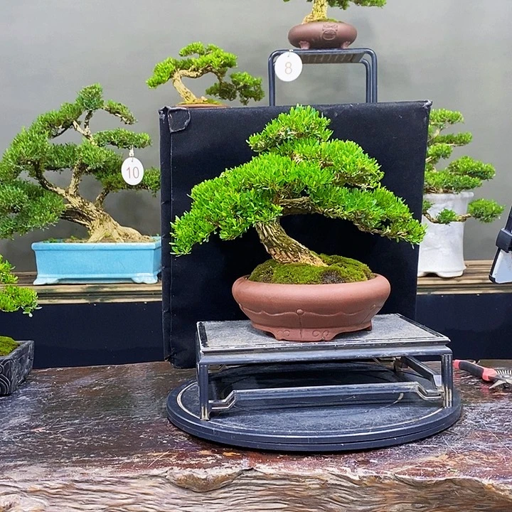 无花朵m黄杨盆景四季常青