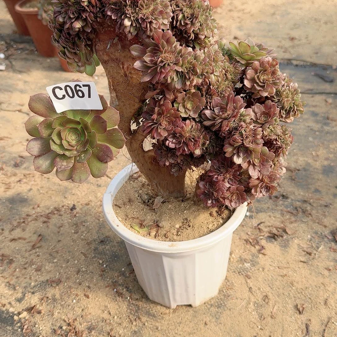 067万缀朵朵一颗呀呀